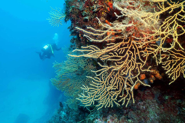 Croatia, underwater