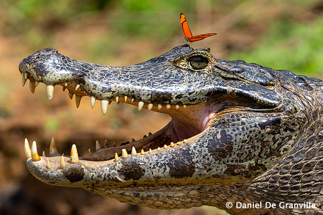 Crocodile - Pantanal, Brazil