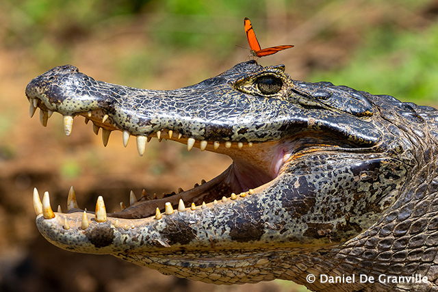 Crocodile - Pantanal, Brazil