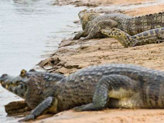 Crocodiles in the Cuiaba River