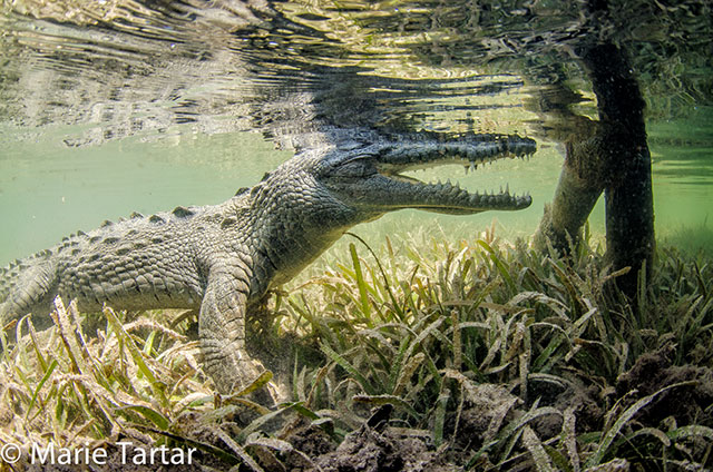 Nino - crocodile in Jardines de la Reina (Gardens of the Queen)