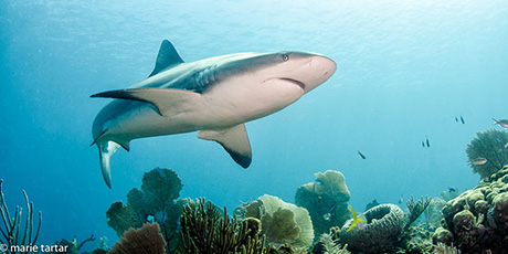 Caribbean Reef Sharks at Jardines de la Reina (Gardens of the Queen) - Cuba