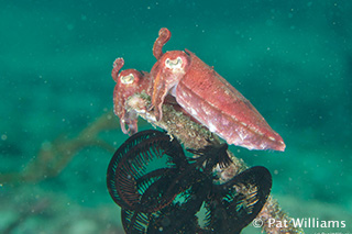 Cuttlefish - phographed by Pat Williams