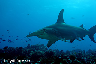 Dive with Hammerheads, Tahiti