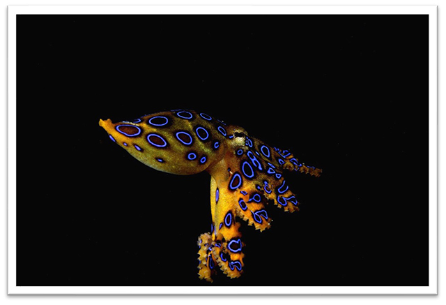 Blue-ringed octopus - Kalimantan diving, Indonesia