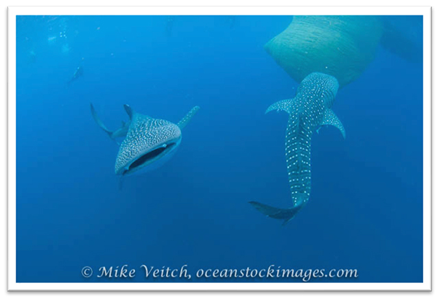 Whale sharks - Talisayan, Kalimantan diving, Indonesia