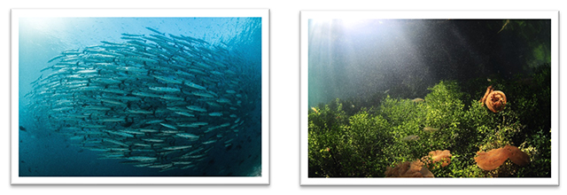 Maratua and Kakaban, Kalimantan diving, Indonesia