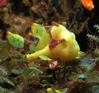 Frog Fish - Diving Komodo Onboard Damai 2 - August 19-30 2013