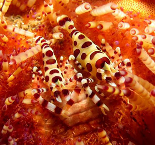 Coleman shrimps - Damai 2 Liveaboard Diving Komodo, August 19-30 2013 Trip Report