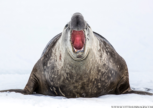 Elephant seal