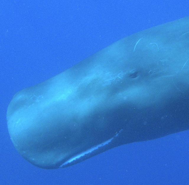 Dominica Sperm Whale in Water Encounter, January 3-9 / 8-14 2024 Group Trip