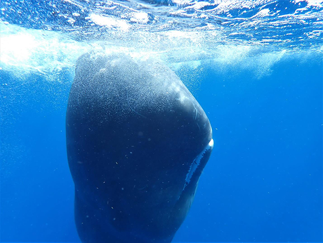 Dominica Sperm Whale