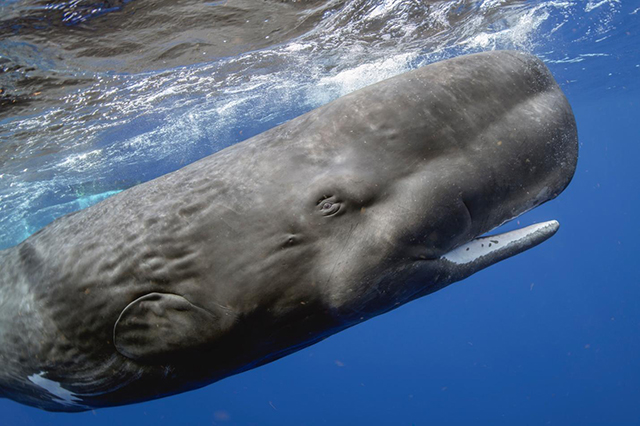 Dominica Sperm Whale Snorkel Encounter, January 4-14, 2026 Trip Report