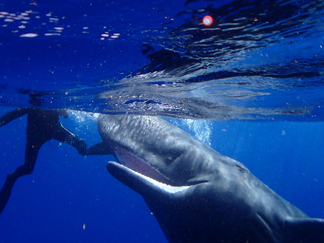 Snorkel with a sperm whale in Dominica