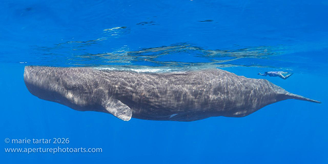 Snorkel with a sperm whale in Dominica