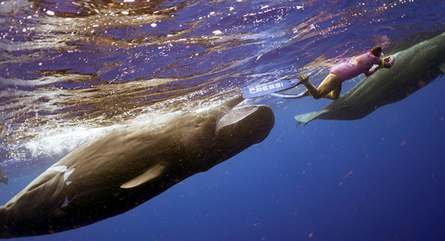 Cindi snorkel with a sperm whale in Dominica