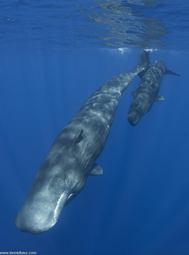 Sperm whale and a calf in Dominica