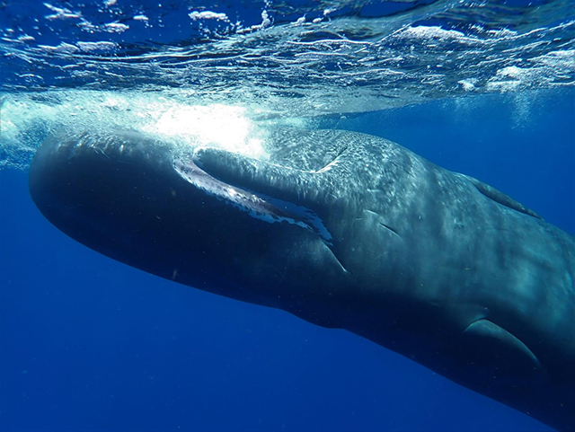 Sperm Whale in Dominica