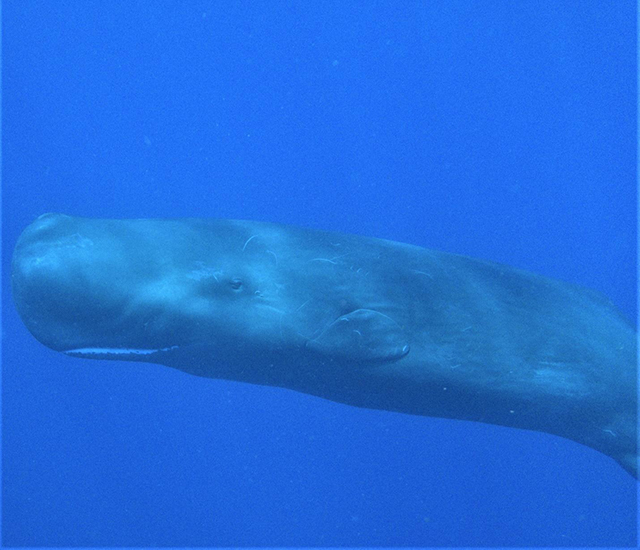 Sperm Whale in Dominica