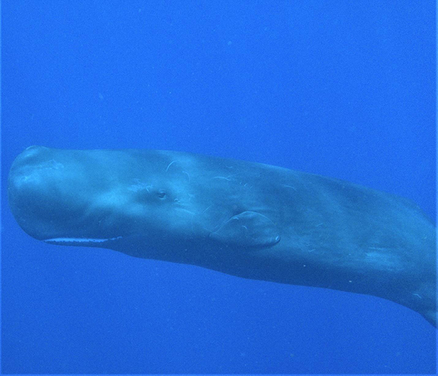 Sperm Whale in Dominica