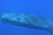 Dominica Sperm Whale in Water Encounter, January 3-9 / 8-14 2024 Group Trip