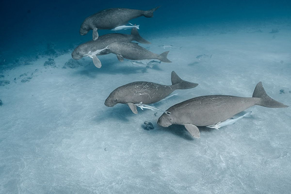 Herding dugongs in Maskelyne Islands. Photo Credit: Adam Moore|Edges of Earth Expedition.