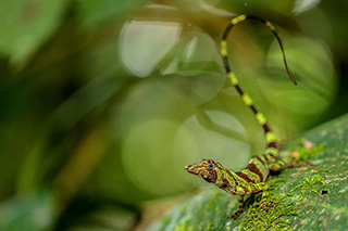 lizard - Ecuadorian Amazon