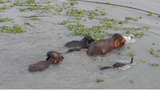 Elephants, India