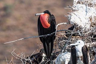 Espiritu Santo - Bird watching