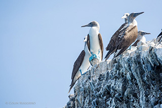 Espiritu Santo - Boobies - Bird watching