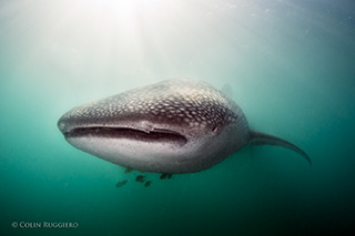 Espiritu Santo - Whale shark