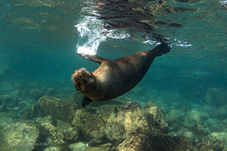 Espiritu Santo - Sea lion