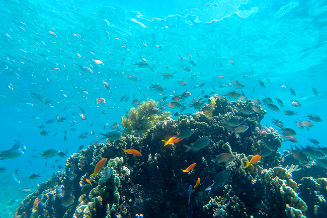 Underwater - Fanjove Island - Tanzania Dive Resort