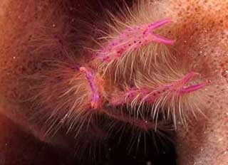MV Febrina with the Rabaul Mask Festival, PNG Liveaboard Trip ~ July 10-20 2013