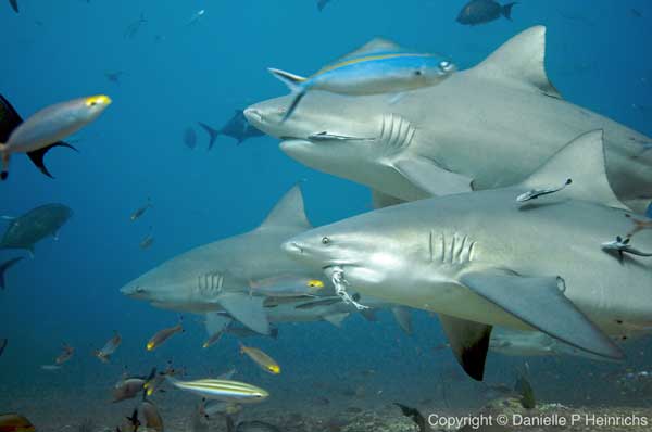 Shark Diving - Fiji Dive Tours - Dive Discovery Fiji Islands