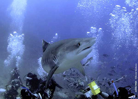 Fiji Shark Diving