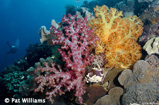 Forgotten Islands - soft coral