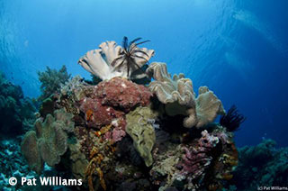 Forgotten Islands - coral reef