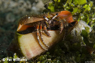 Forgotten Islands - crab