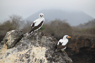 Birds - Galapagos
