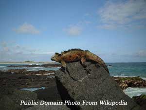 Diving Galapagos Islands