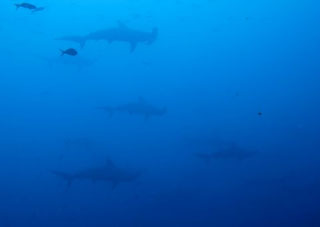 Darwin - Galapagos trip report - Dive Discovery