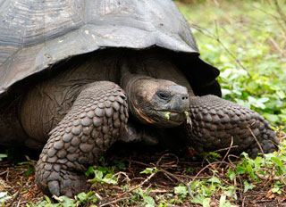 giant tortoises - Galapagos Islands Sept 29-Oct 5 2014 Humboldt Explorer & Island land walks on Santa Cruz & Isabella Island Oct 5-11 2014 Trip Report - Dive Discovery