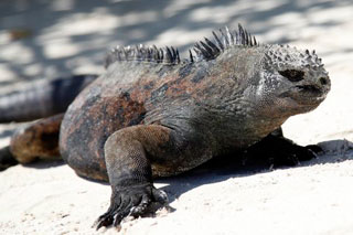 Marine iguana - Galapagos Islands Sept 29-Oct 5 2014 Humboldt Explorer & Island land walks on Santa Cruz & Isabella Island Oct 5-11 2014 Trip Report - Dive Discovery