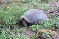 GALAPAGOS - M/V Humboldt Explorer Charter Sept 29 - Oct 6 2014, Land Walks & Touring the Galapagos Islands Oct 6 - 13 2014  Group Trip