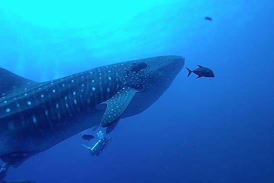 GALAPAGOS - M/V Humboldt Explorer Charter Sept 29 - Oct 6 2014, Land Walks & Touring the Galapagos Islands Oct 6 - 13 2014  Group Trip