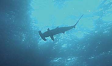 GALAPAGOS - M/V Humboldt Explorer Charter Sept 29 - Oct 6 2014, Land Walks & Touring the Galapagos Islands Oct 6 - 13 2014  Group Trip