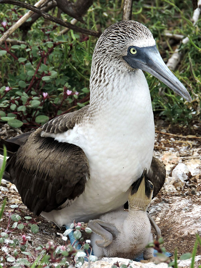 Blue footed boobies, Galapagos Island