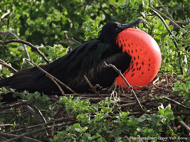 Magnificent frigatebird, Galapagos Island