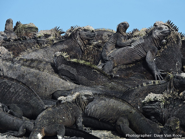 Marine iguanas, Galapagos Island